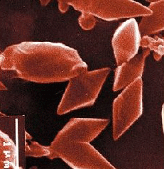 Bacillus thuringiensis 
